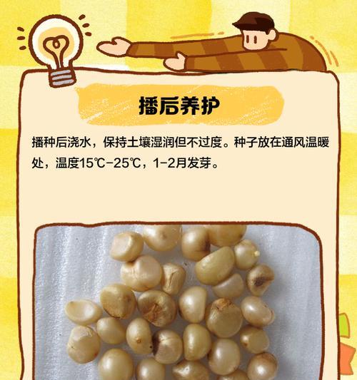 君子兰的栽种方法是什么？