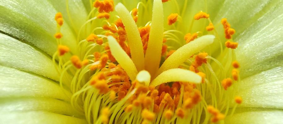 深秋季节如何养护仙人球？