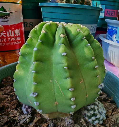 深秋季节如何养护仙人球？