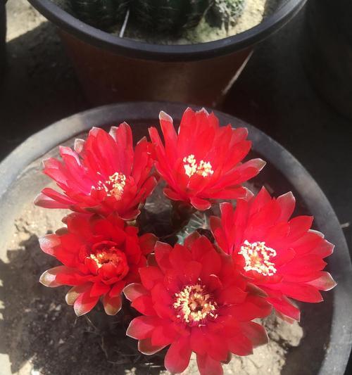 红色花盆仙人球的养护管理技巧有哪些？