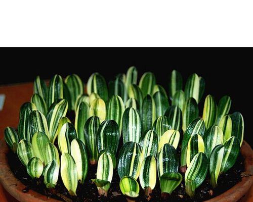 君子兰裸根小苗开花需要多长时间？