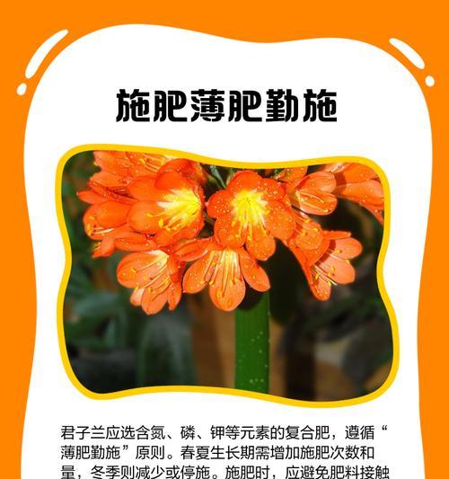 君子兰用小盆能开花吗？如何正确养护？