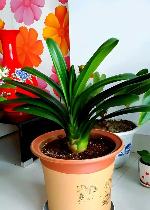 君子兰用小盆能开花吗？如何正确养护？