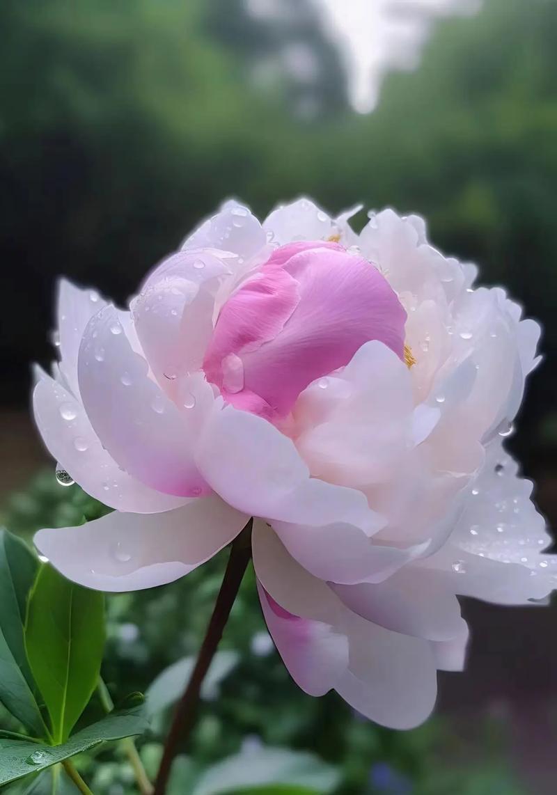 单色牡丹花的养殖方法有哪些？