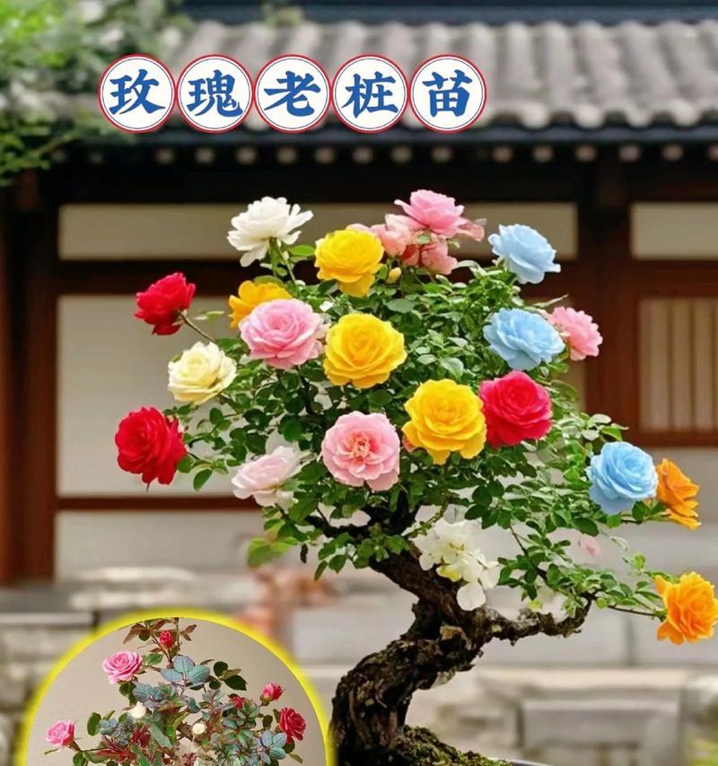 从小玫瑰花的培育技巧是什么？