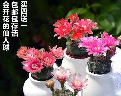 仙人球适合栽种在什么类型的花盆中？
