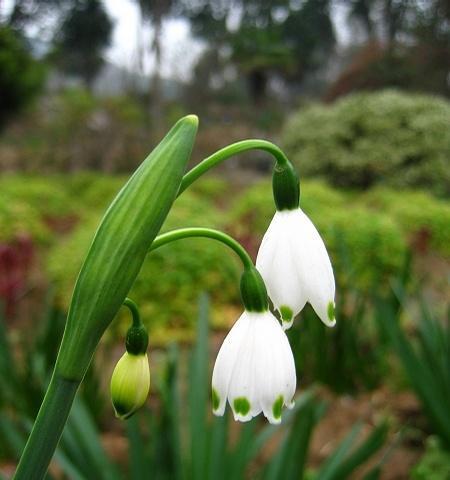 雪滴花怎么折？它的花语和含义是什么？