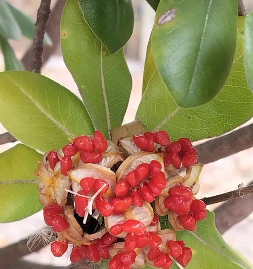 七里香的花语有哪些？它在园艺中有什么作用？