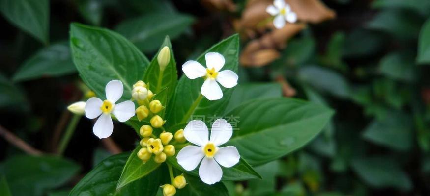七里香的花语有哪些？它在园艺中有什么作用？