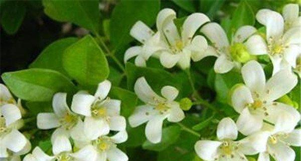 七里香的花语有哪些？它在园艺中有什么作用？