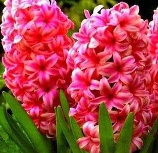 红色九龙吐珠花的花语是什么？它象征着什么？
