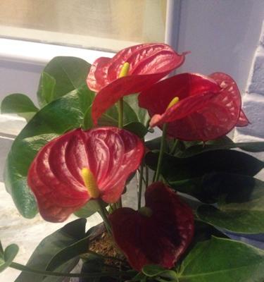 红色九龙吐珠花的花语是什么？它象征着什么？
