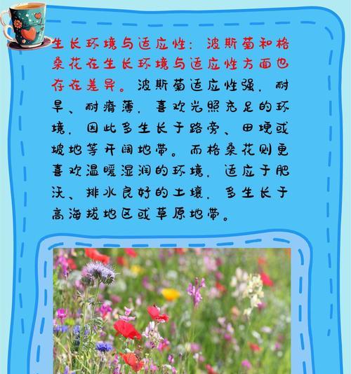 波斯菊的花语是什么？波斯菊背后有哪些故事？