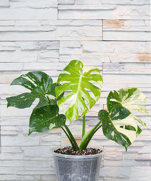 喜林芋的花语代表什么？喜林芋的寓意有哪些？