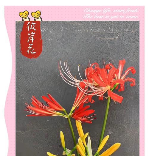 彼岸花有哪些花语？彼岸花的种类有哪些？