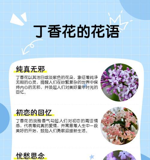 紫色千代兰的花语是什么？紫色千代兰代表了什么？