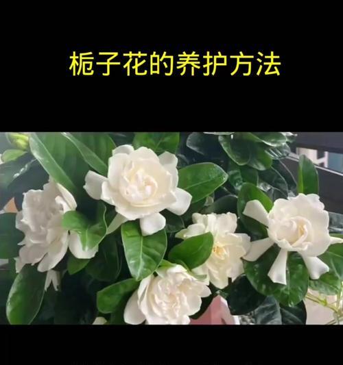 栀子花的花语是什么？栀子花与人有何关联？