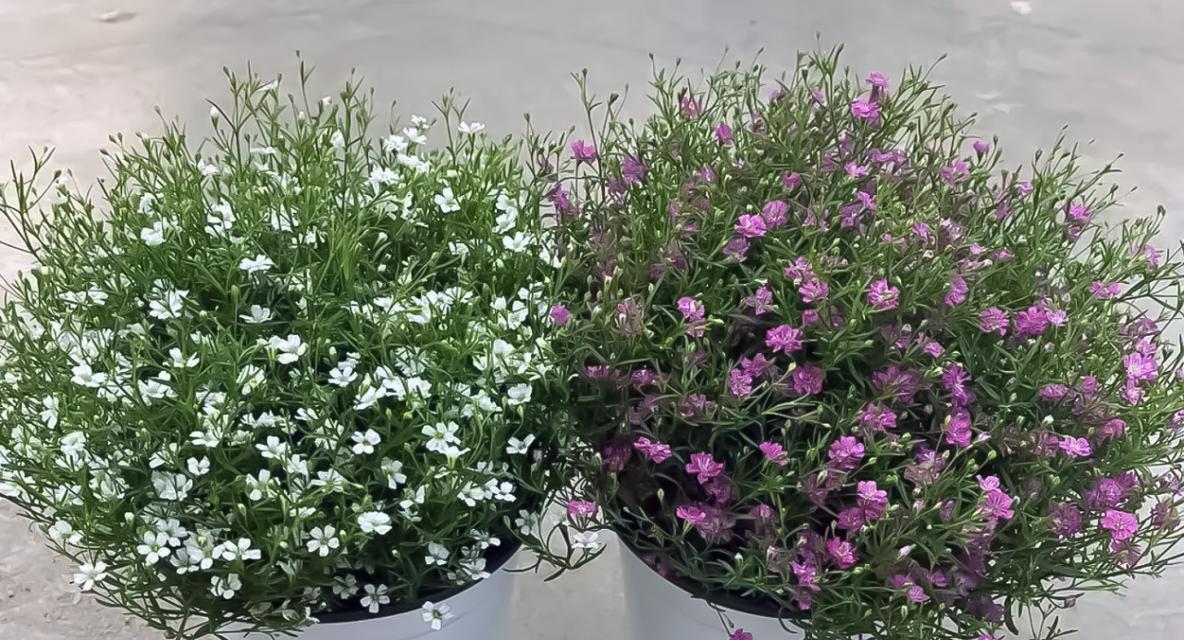 满天星这种花的花语是什么？满天星代表了什么？