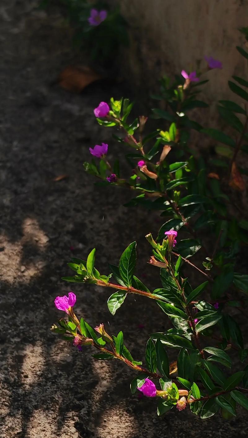 满天星这种花的花语是什么？满天星代表了什么？