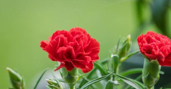 迷迪香的花语是什么意思？迷迪香有何寓意？