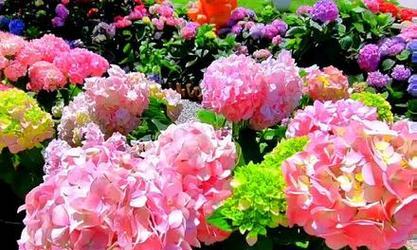 八仙绣球花的花语是什么？它代表了什么？