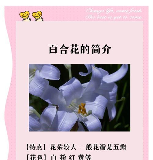 赞比西百合的花语介绍？它代表了什么？