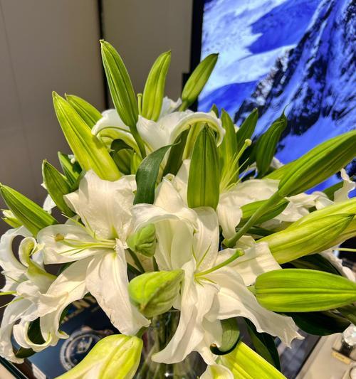 赞比西百合的花语介绍？它代表了什么？