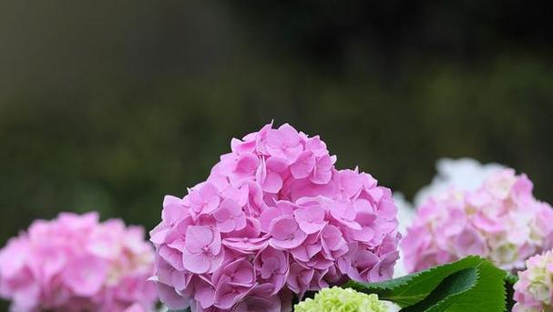 八仙花的花语是什么？它代表了什么？
