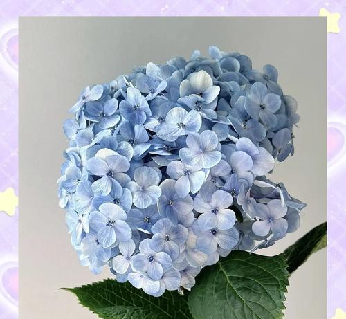 八仙花的花语是什么？它代表了什么？