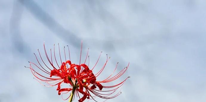 十月最好的花是什么？它们的花语有哪些？