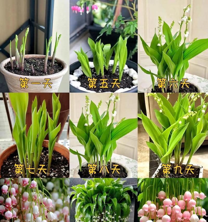 十月最好的花是什么？它们的花语有哪些？