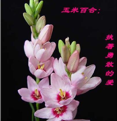 一支粉色百合的花语是什么？代表了什么？