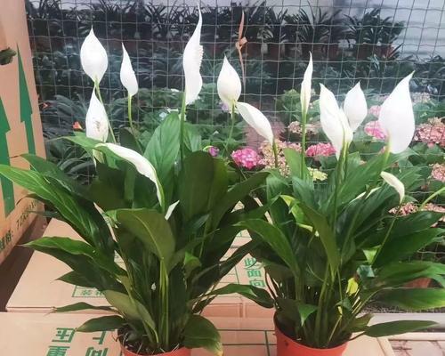 白掌花的花语及象征是什么？白掌代表什么意义？