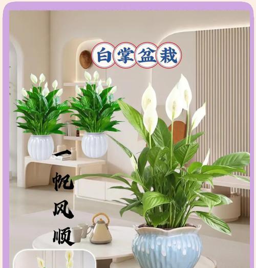白掌花的花语及象征是什么？白掌代表什么意义？