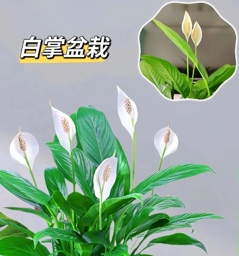 白掌花的花语及象征是什么？白掌代表什么意义？