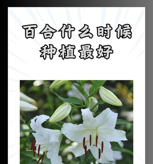 百合花语具体含义是什么？百合花代表了哪些情感？