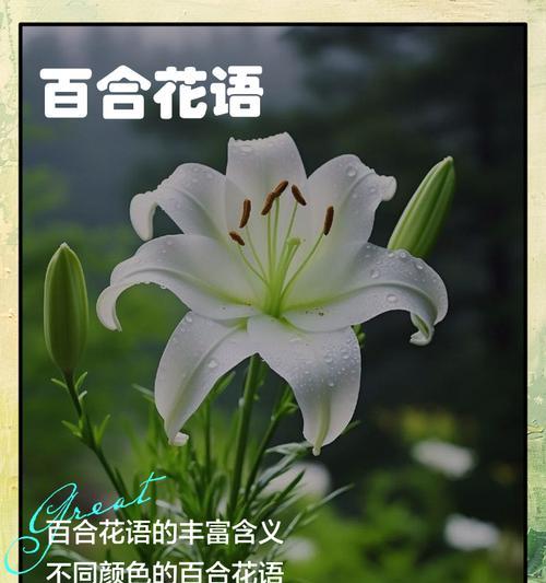 百合花语具体含义是什么？百合花代表了哪些情感？