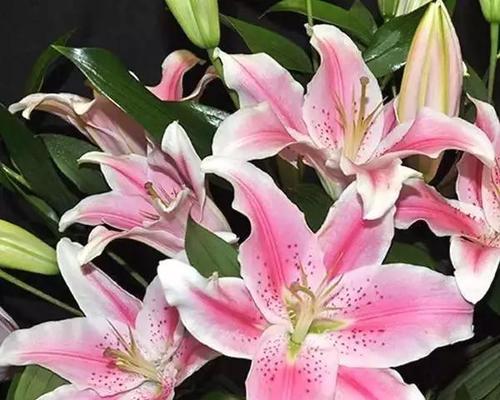 梯伯百合花的花语有哪些？梯伯百合象征着什么？