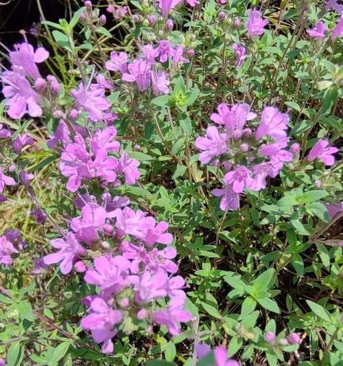 百里香花的花语有哪些？百里香象征着什么？