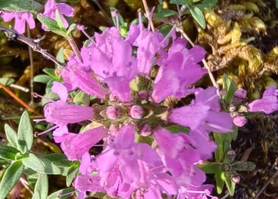 百里香花的花语有哪些？百里香象征着什么？