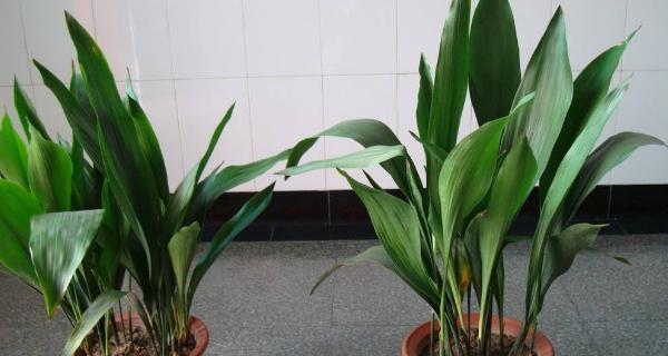 一叶兰花的花语是什么？一叶兰代表了哪些寓意？