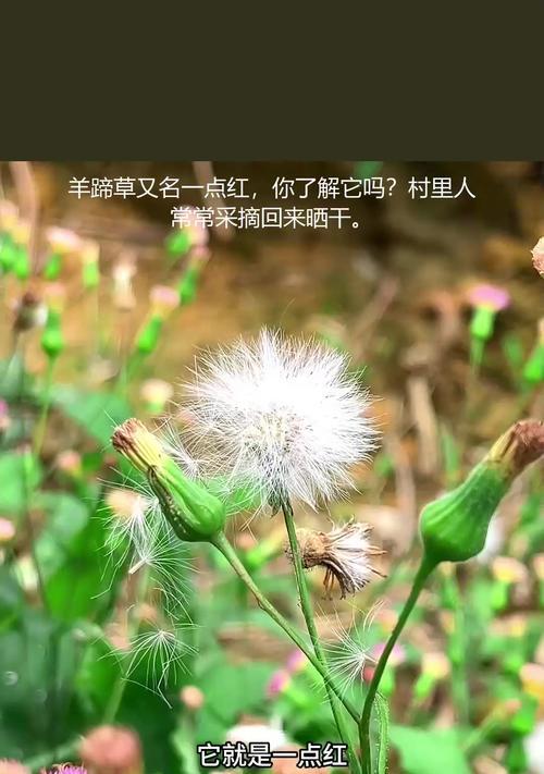 一点红的花语有哪些？一点红象征着什么？