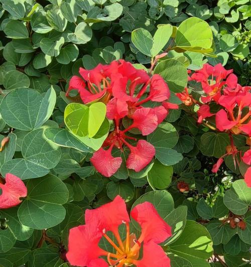 一点红的花语有哪些？一点红象征着什么？