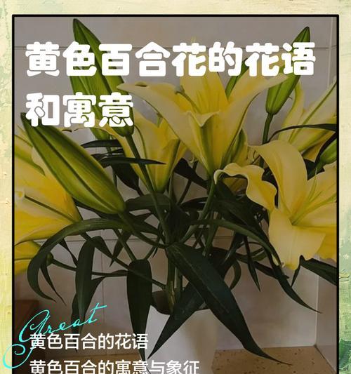 百合花作为花语是什么意思？百合花在不同场合的含义是什么？