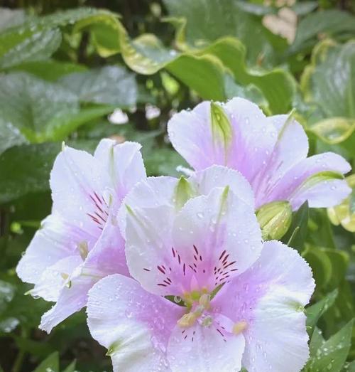 粉六出花的花语是什么？粉六出花代表了哪些情感？