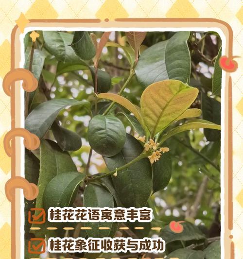 7月桂花的花语是什么？桂花在夏季的象征意义是什么？