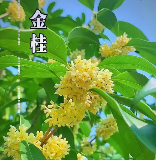 7月桂花的花语是什么？桂花在夏季的象征意义是什么？