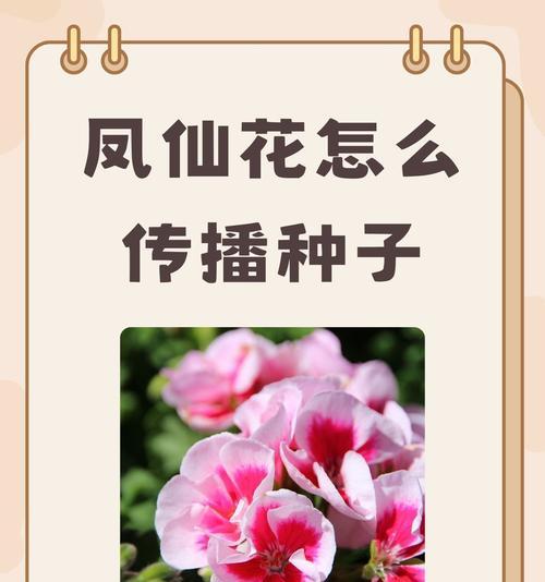 四季凤仙的花语有哪些？四季凤仙象征着什么？