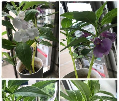 四季凤仙的花语有哪些？四季凤仙象征着什么？