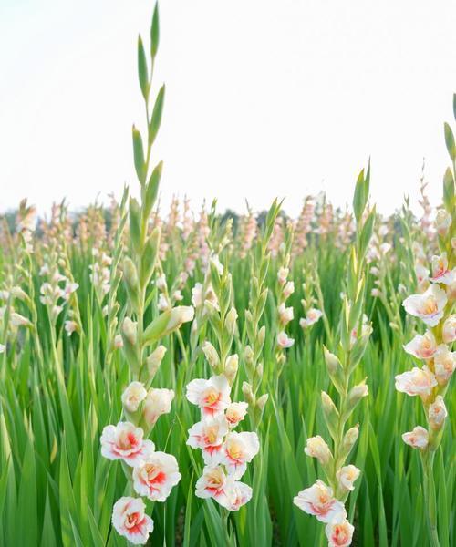 昌蒲剑兰花语是什么？如何表达爱意？